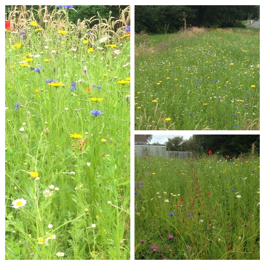A collage of photos showing wildflowers blooming in the grass